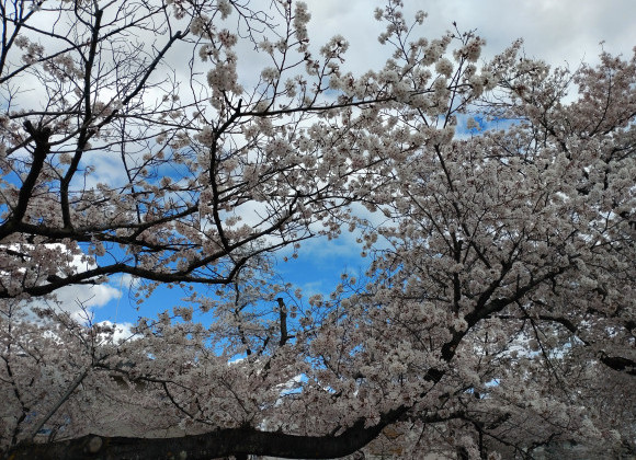 春になりました!…が、黄砂の季節もやってまいりました。