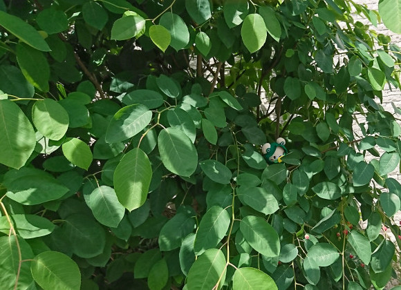 6月がスタートしました☆