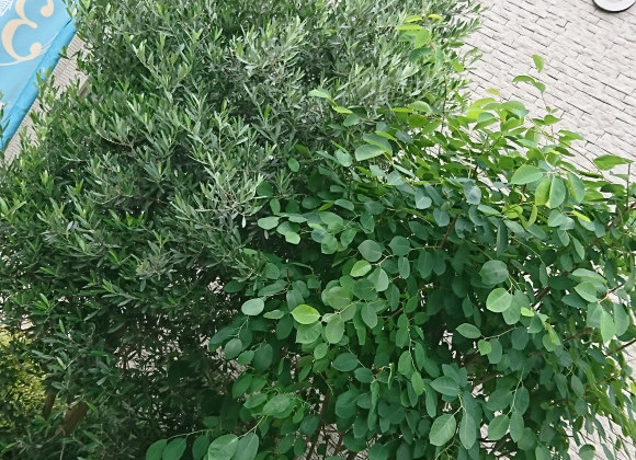 植栽剪定しました☻ +でイベントのお知らせ。