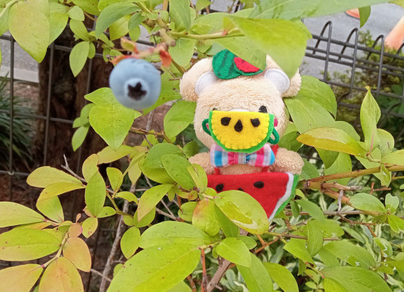 展示場のブルーベリー今年は不作。。。