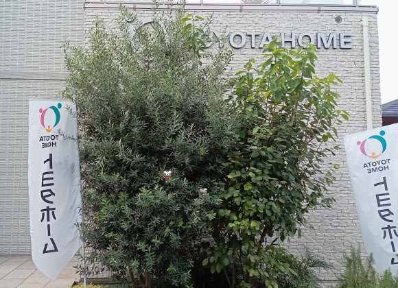 オリーブの木&鳩さんW幸せの象徴