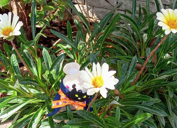 秋はどこ?と、思ったら秋晴れ☻