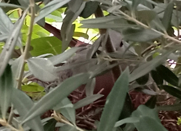 トヨタホームへ行こう! そして…鳩が巣立たない?