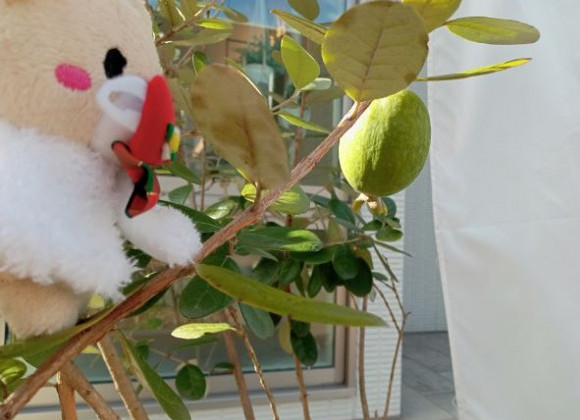 2022.11.19のふれあい祭☆お陰様で大好評でした