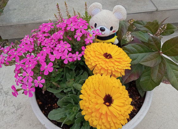 ❀桜が満開の3月も残りわずか❀