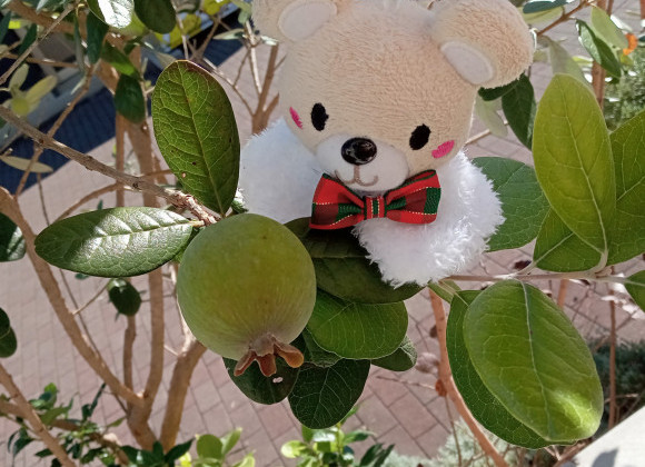 イルミネーションが綺麗な１２月です☆