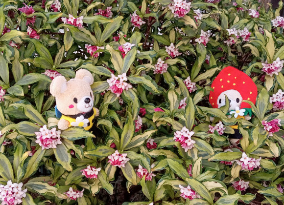 春の訪れ❁・゜・。沈丁花の花