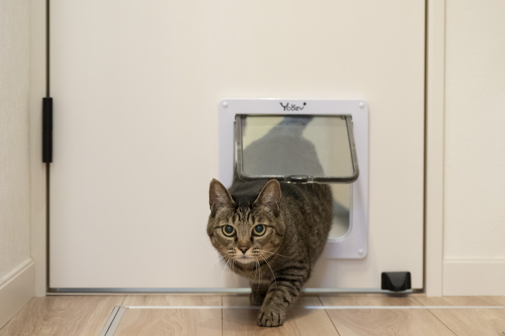猫ちゃんが玄関に出ないようにし、リビングからトイレまでくぐり戸を通ってアクセスできるように設計した猫ちゃんの動線。一緒に住みたかった猫ちゃんのためにこだわったポイント。